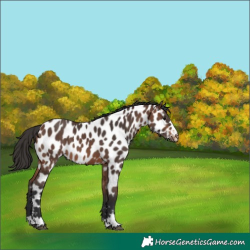 Horse Color:Brown Appaloosa