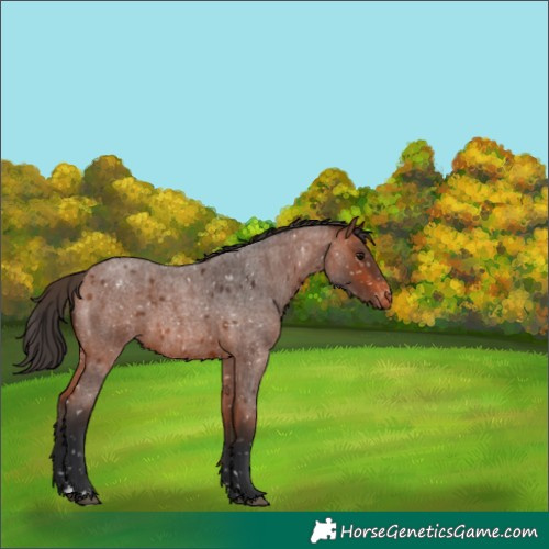 Horse Color:Bay Roan Appaloosa