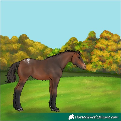 Horse Color:Bay Varnish