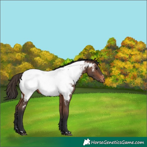 Horse Color:Brown Appaloosa 