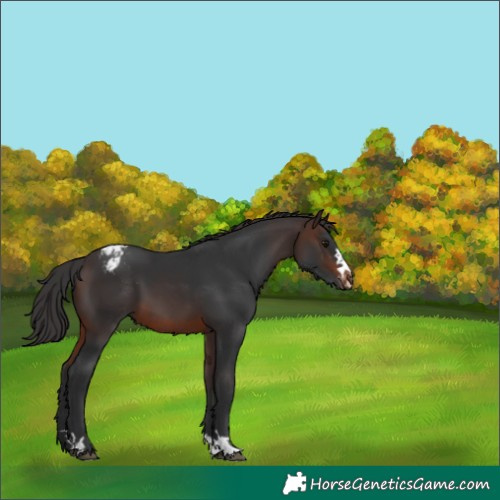 Horse Color:Brown Varnish