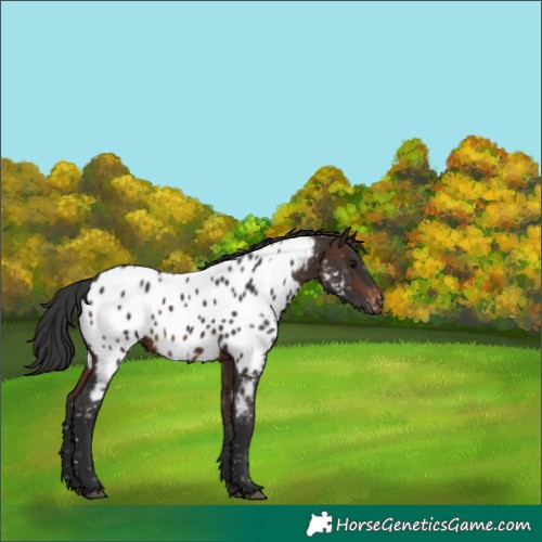 Horse Color:Brown Near Leopard 