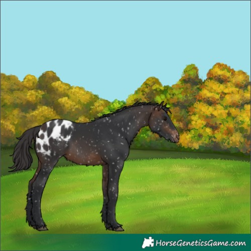 Horse Color:Brown Appaloosa 