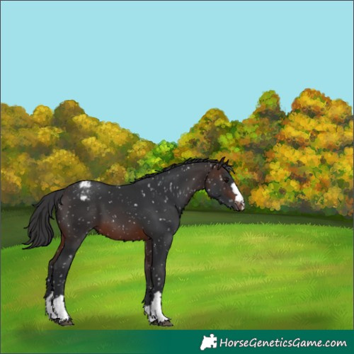 Horse Color:Brown Appaloosa