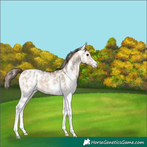 Horse Color:Bay Dun Sabino Blanket 