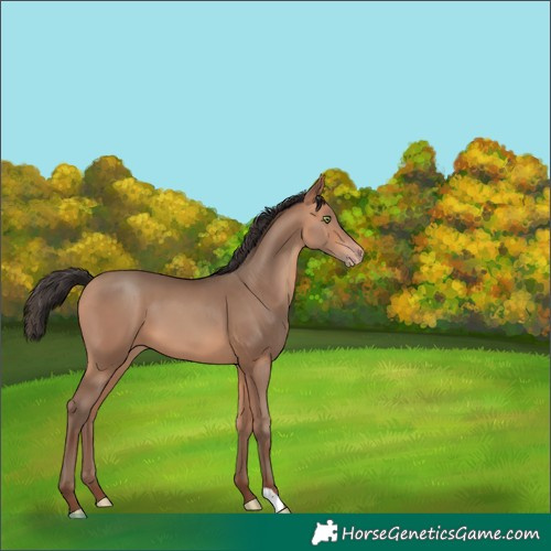 Horse Color:Sable Champagne 