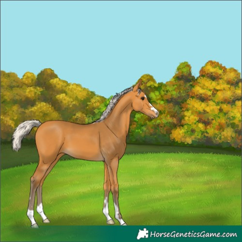Horse Color:Silver Buckskin 
