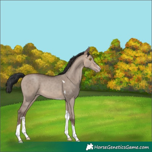 Horse Color:Sable Champagne Dun Sabino Tobiano 