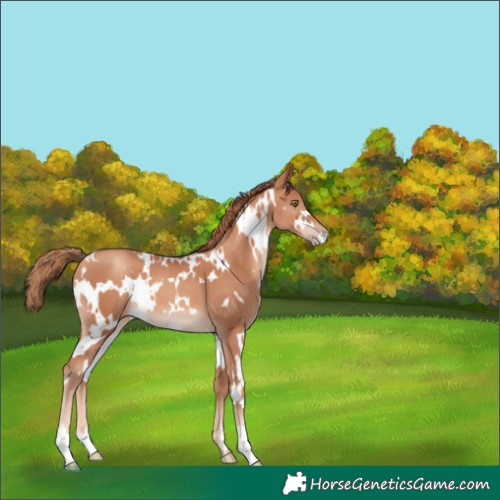 Horse Color:White Spotted Gold Champagne 