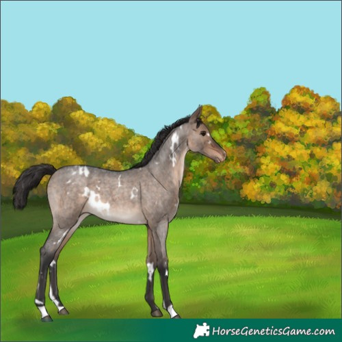 Horse Color:White Spotted Brown Roan Dun Blanket 