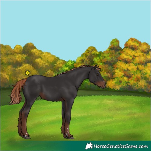 Horse Color:Liver Chestnut