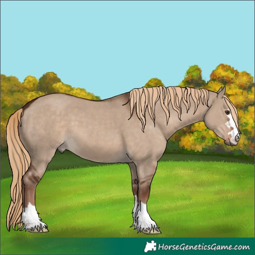 Horse Color:Liver Red Dun 