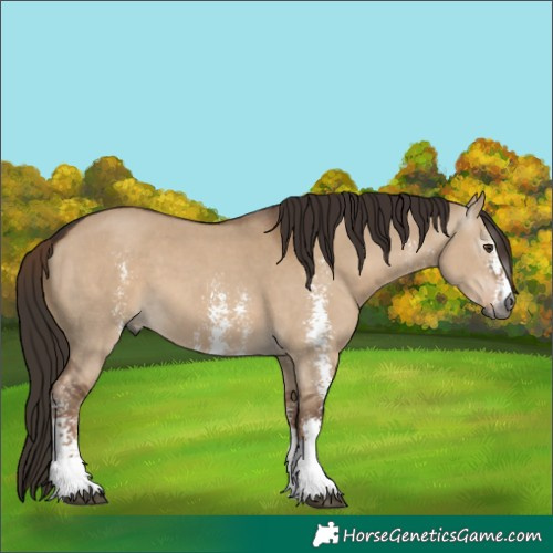 Horse Color:Gray Liver Red Dun Sabino 