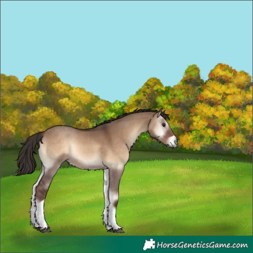 Horse Color:Liver Red Dun Onyx Tobiano