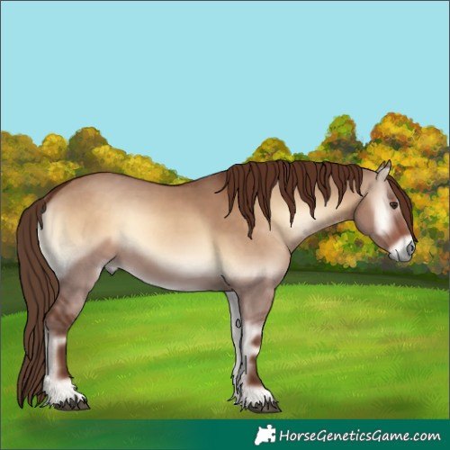 Horse Color:Red Dun Onyx 