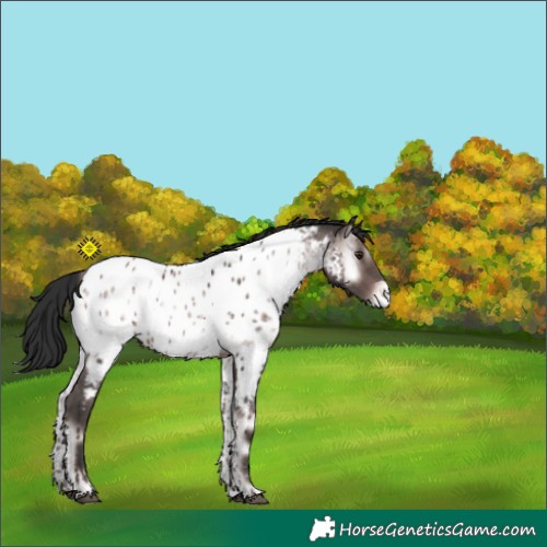Horse Color:Platinum Liver Red Onyx Appaloosa 