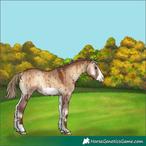 Horse Color:Red Dun Onyx Frame Brindle