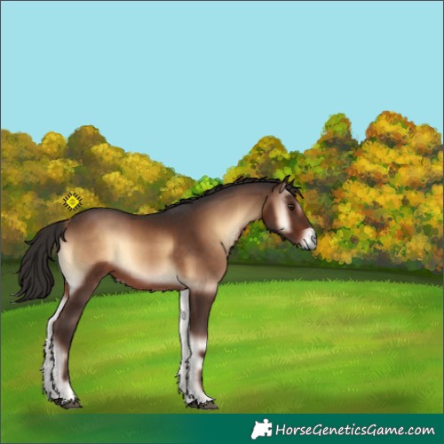 Horse Color:Liver Red Onyx 