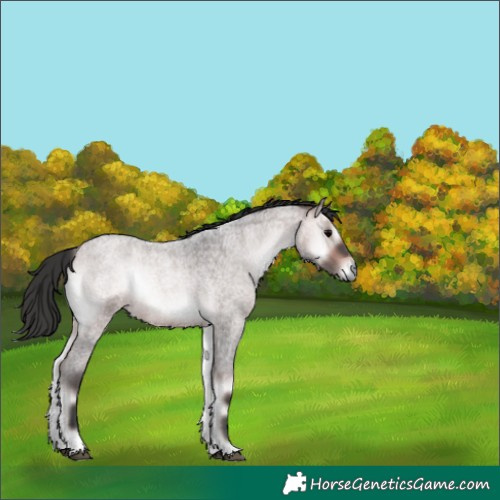 Horse Color:Platinum Bay Roan Onyx 