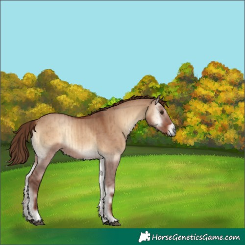Horse Color:Red Dun Onyx Brindle 