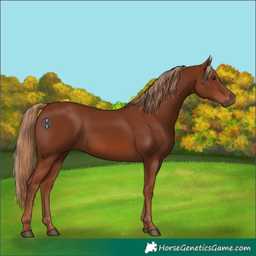 Horse Color:Chestnut 