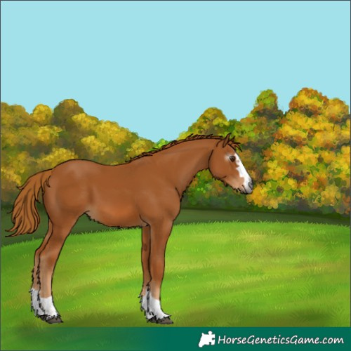 Horse Color:Gray Chestnut 