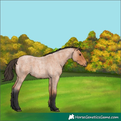 Horse Color:Bay Roan