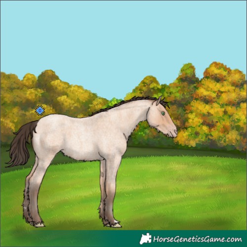 Horse Color:Amber Champagne Roan