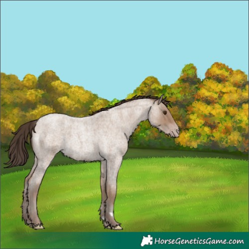 Horse Color:Classic Champagne Roan 