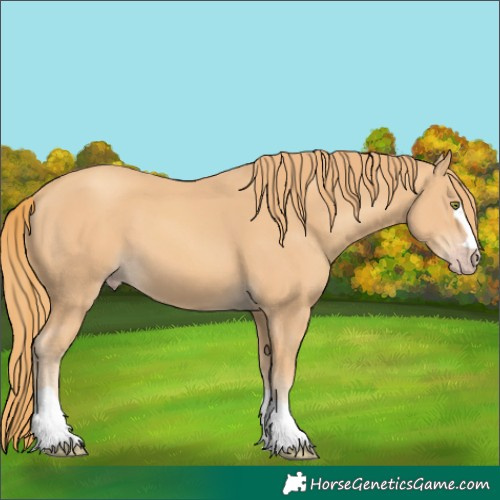 Horse Color:Gold Champagne 