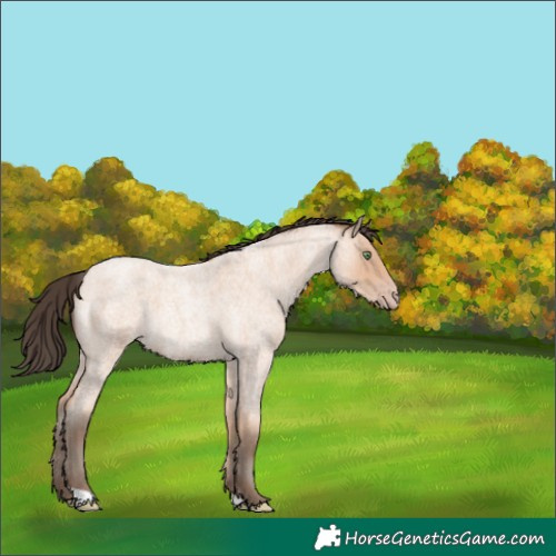 Horse Color:Amber Champagne Roan 