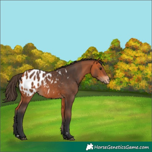 Horse Color:Bay Appaloosa