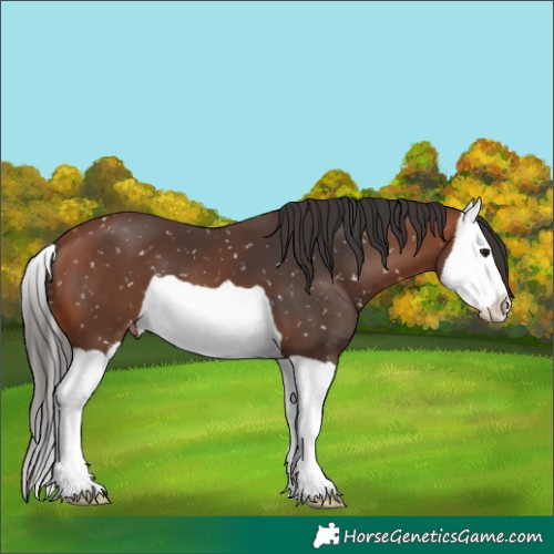 Horse Color:Bay Splash Snowflake Varnish