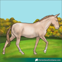 Horse Color:Gold Champagne Pearl Rabicano and Gold Champagne Pearl Rabicano