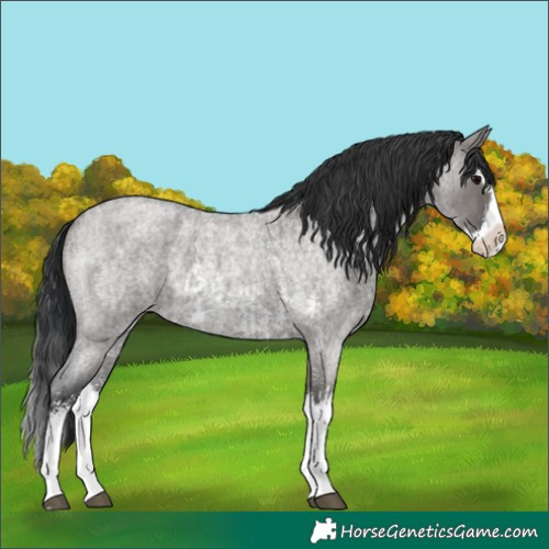 Horse Color:Grullo Roan Sabino Splash and Grullo Roan Sabino Splash Rabicano