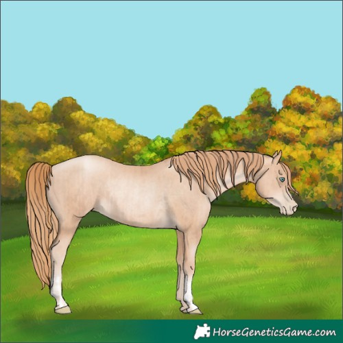 Horse Color:Gold Champagne Pearl Rabicano  and Gold Champagne Pearl Rabicano 