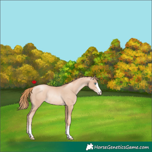 Horse Color:Gold Champagne Pearl Rabicano and Gold Champagne Pearl Rabicano