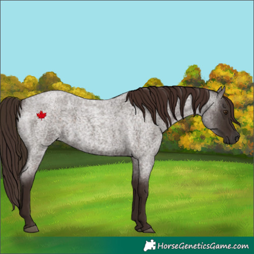 Horse Color:Liver Red Roan 