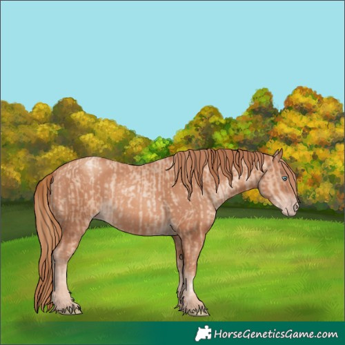 Horse Color:Gold Champagne Pearl Rabicano  and Gold Champagne Rabicano 