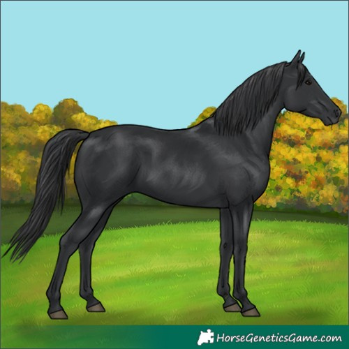 Horse Color:Black 