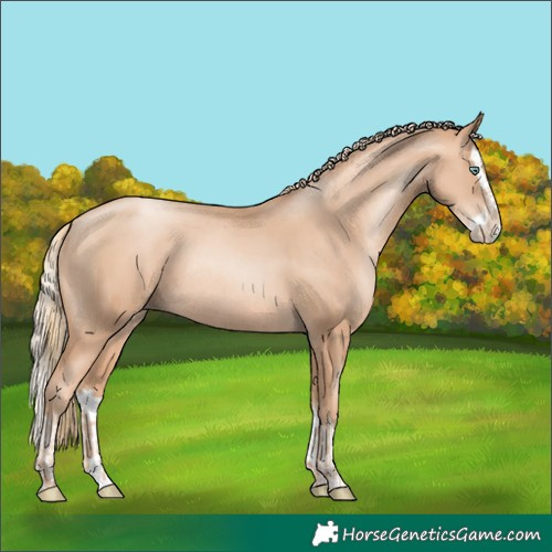 Horse Color:Gold Champagne Pearl Rabicano  and Gold Champagne Pearl Splash Rabicano 
