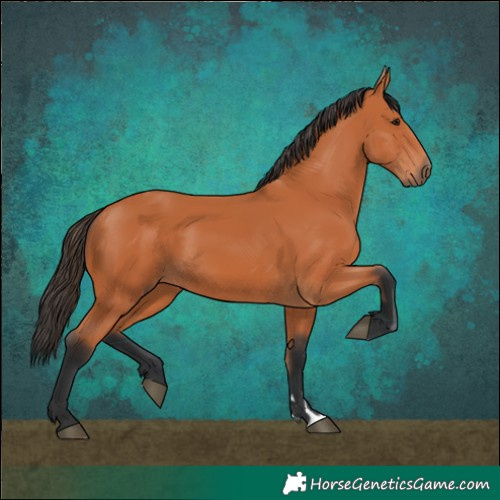 Horse Color:Bay 