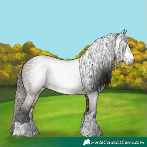 Horse Color:Gray Bay 