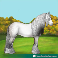 Horse Color:Gray Bay