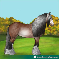 Horse Color:Gray Bay 