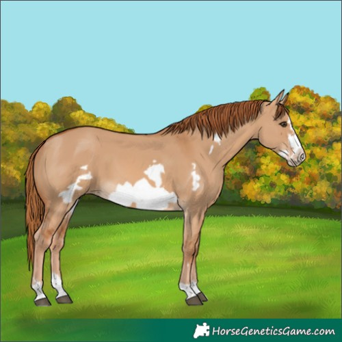 Horse Color:Red Dun Frame 