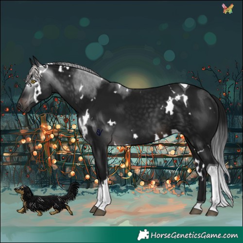 Horse Color:Gray White Spotted Brown Tobiano 