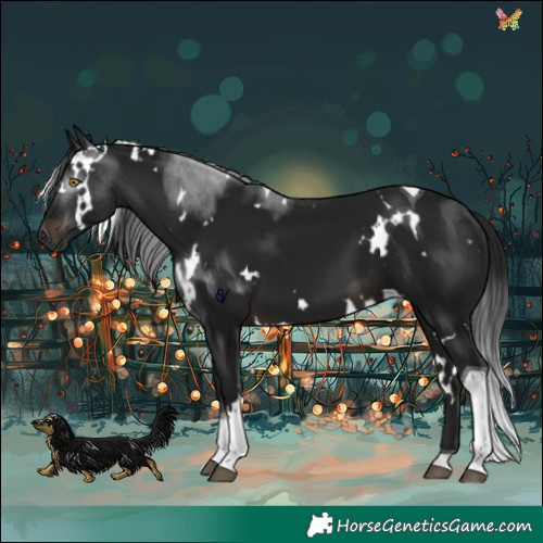 Horse Color:Gray White Spotted Brown Tobiano 