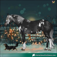 Horse Color:Gray White Spotted Brown Tobiano