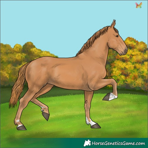 Horse Color:Chestnut 
